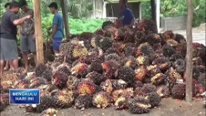 HARGA TBS SAWIT TURUN BERTAHAP PABRIK DIMINTA JAGA STABILITAS JELANG RAMADHAN