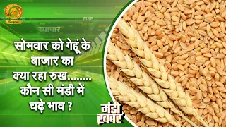 Mandi Khabar | Market News - What was the trend for wheat in the market on Monday? Which markets ...