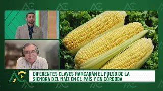 Las claves del maíz para la productividad de Argentina - Aire de Campo