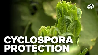 Some DMV natives turn to home-grown produce as parasite outbreak reaches 9 states