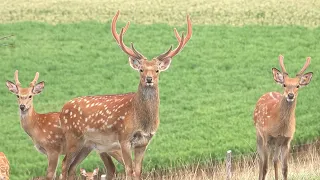 EU Ban: Cull Order for Sika Deer