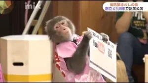 猿と歩んで４５年…「周防猿まわしの会」が記念公演