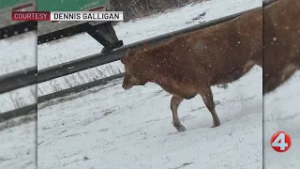 Thruway reopens after cows run loose in Hamburg