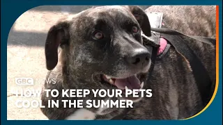 How to keep your pets cool in the summer
