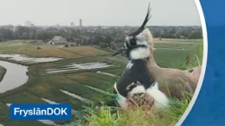 De Hounspolder bij Leeuwarden is een vogelparadijs, maar hoe lang nog? | FryslânDOK