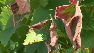 Regionalno, Podravje: Trgatev letos prej, pridelek skromnejši
