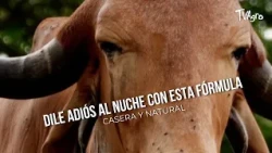 Say goodbye to the botfly with this homemade and natural formula - TvAgro by Juan Gonzalo Angel