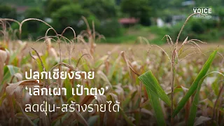 Awakening Chiang Rai: "Stop Burning, Fill Your Pockets," Reducing Dust and Generating Income