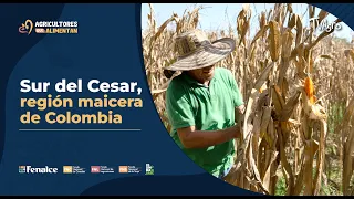 Southern Cesar, Colombia's corn region - TvAgro by Juan Gonzalo Angel