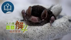 【大自然逐樣解4 - 大自然5分鐘】第2集《蝠鳥餐單》