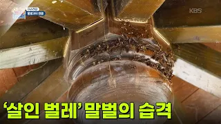 [이슈현장] ‘살인 벌레’ 말벌의 습격이 시작됐다 [생방송 굿모닝 대한민국] | KBS 260828 방송