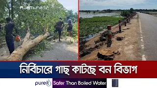 সুনামগঞ্জে সাড়ে ৪ হাজার গাছ নিধন; বন বিভাগের কার্যক্রম বন্ধে তদন্ত কমিটি | Sunamganj | Jamuna TV