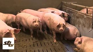 SBTV - DNEVNIK - AFRIČKA SVINJSKA KUGA POTVRĐENA U VIROVITIČKO-PODRAVSKOJ ŽUPANIJI - 24.07.2026.