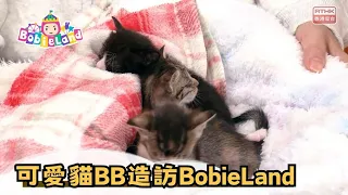 BobieLand | "I'm No Scaredy-Cat" | Visit from Cute Kittens | Program Preview | Children's Program