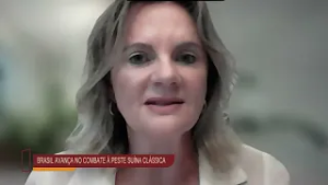 Setor suinícola debate estratégias para erradicar a PSC na zona não livre