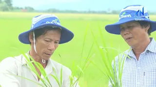 Tay Ninh: Efforts to increase the proportion of high-quality rice