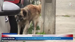 28 SEP 2026 Especialista entrega recomendaciones para el cuidado de mascotas durante la primavera