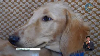 Бүгін елімізде Қазақ тазысы мен төбеті күні алғаш рет аталып өтіп жатыр