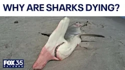 Dead harks wash ashore along Florida's Space Coast as researchers investigate