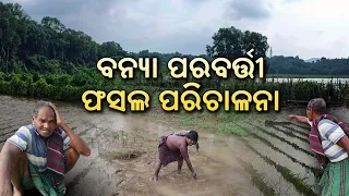 Pallishree ||  ପଲ୍ଲିଶ୍ରୀ || Banya Parabarti Fasala Parichalana