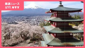 「裏口から入ってトイレを使用してしまう」　新倉山浅間公園の桜まつり　オーバーツーリズムで開催見送り　山梨