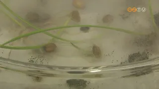 Alacsony a Fusarium-fertőzöttség az idei őszi gabonákban Vas vármegyében