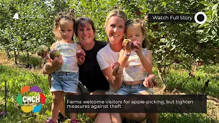 Farms welcome visitors for apple-picking, but tighten measures against theft
