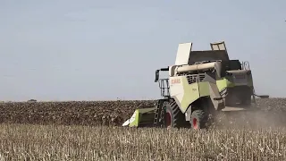 Rana žetva suncokreta zbog suše Šta je ostalo od prinosa