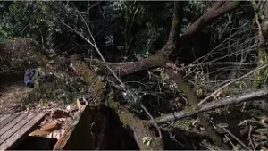 Queda de árvore do Parque do Mocambo causa prejuízos